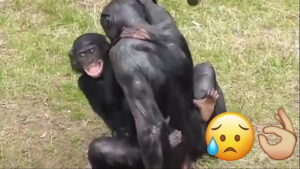 Macaco transando com mulher